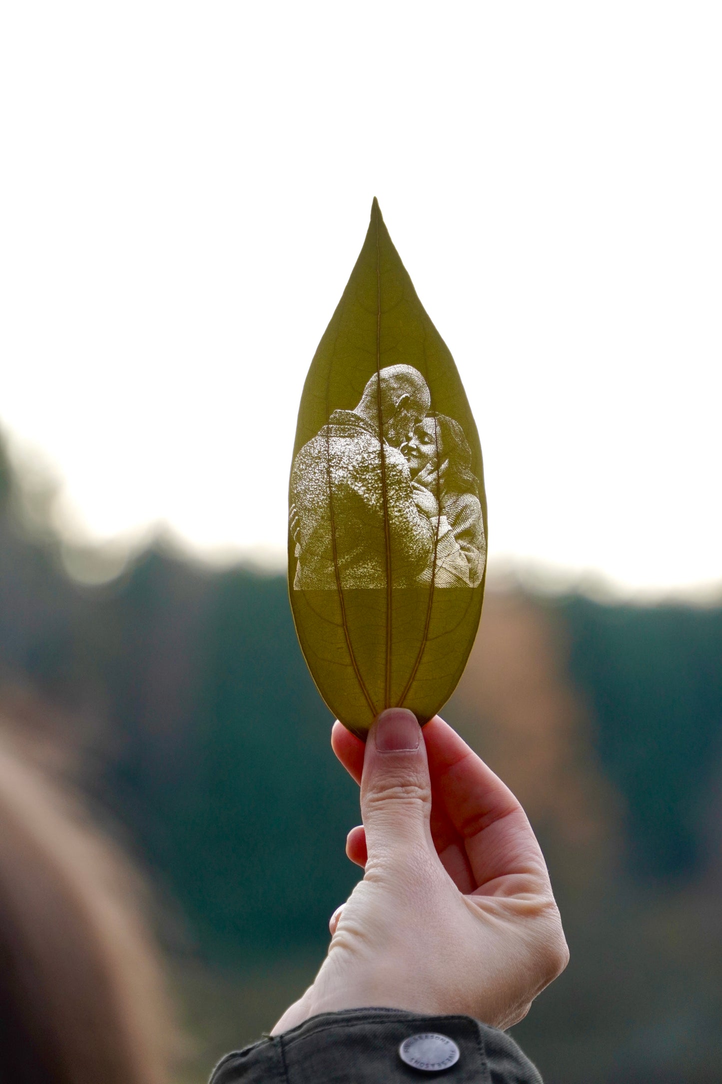 Fotogravur, Zimtblätter